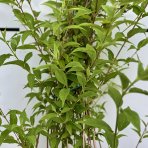 Trojpuk ružový (Deutzia Rosea) ´CARMINEA´ - výška 90-110 cm, kont. C5L 